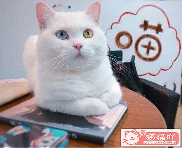 ��15��Ӣ�̽��ܡ�ԭ����ͼ10