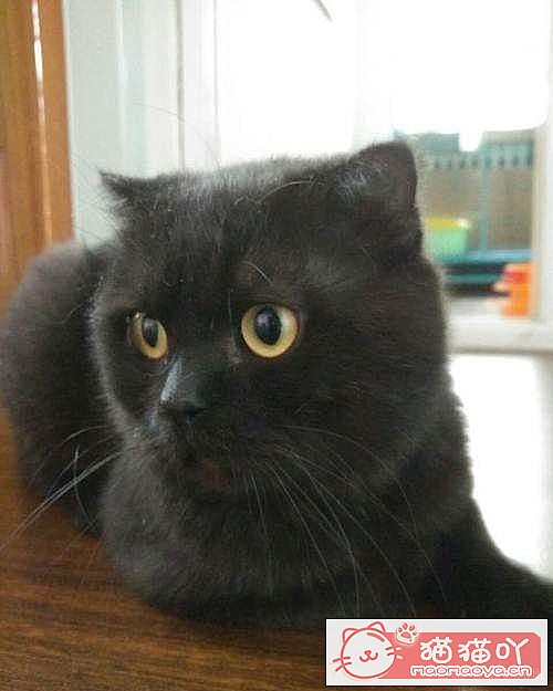 ��15��Ӣ�̽��ܡ�ԭ����ͼ11