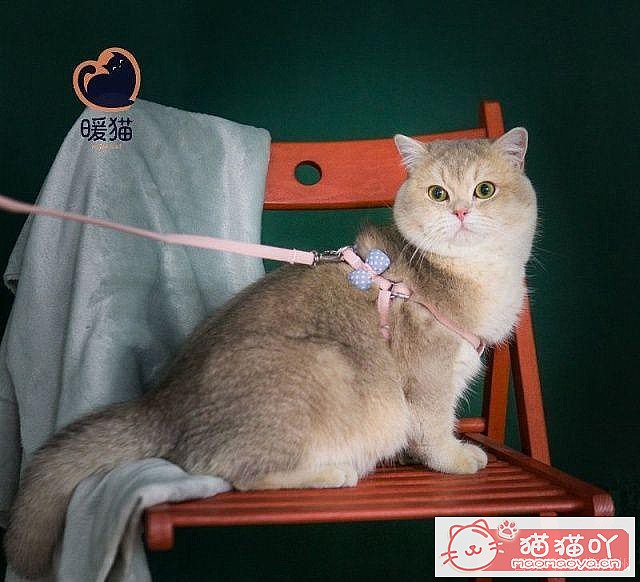 ��15��Ӣ�̽��ܡ�ԭ����ͼ12