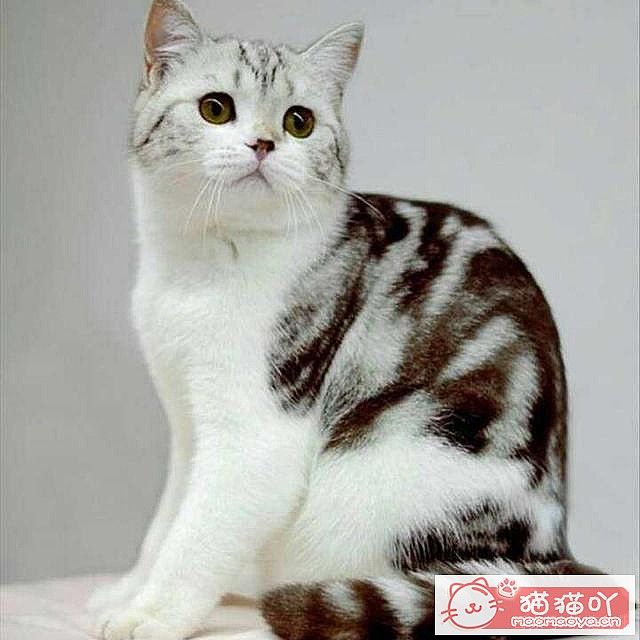 ��15��Ӣ�̽��ܡ�ԭ����ͼ15