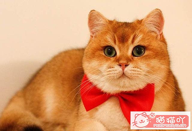 ��15��Ӣ�̽��ܡ�ԭ����ͼ13