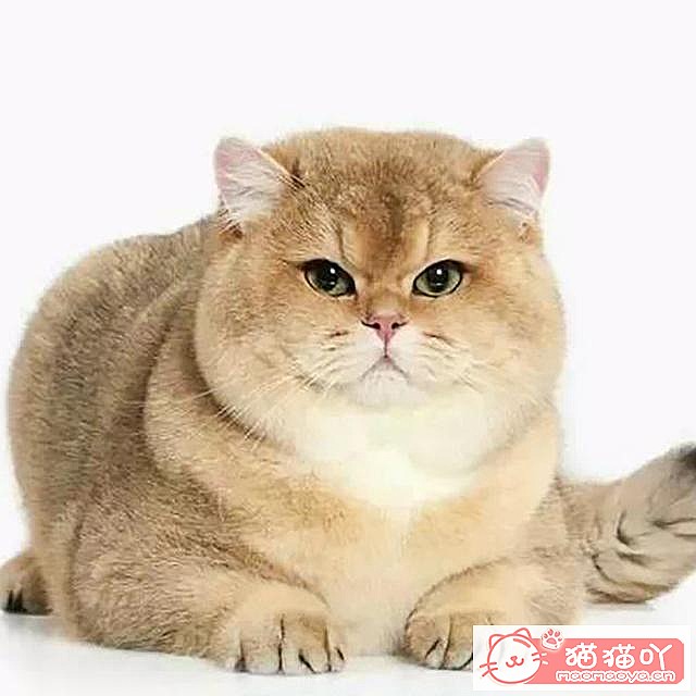 ��15��Ӣ�̽��ܡ�ԭ����ͼ14