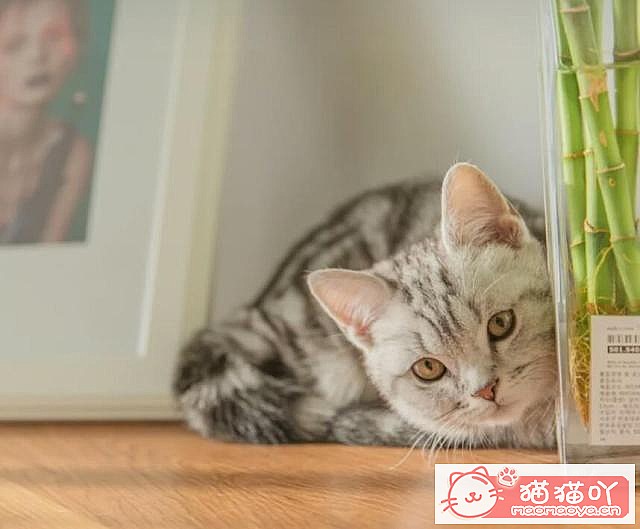 ��Ӣ��è���4�����ࡷԭ����ͼ4