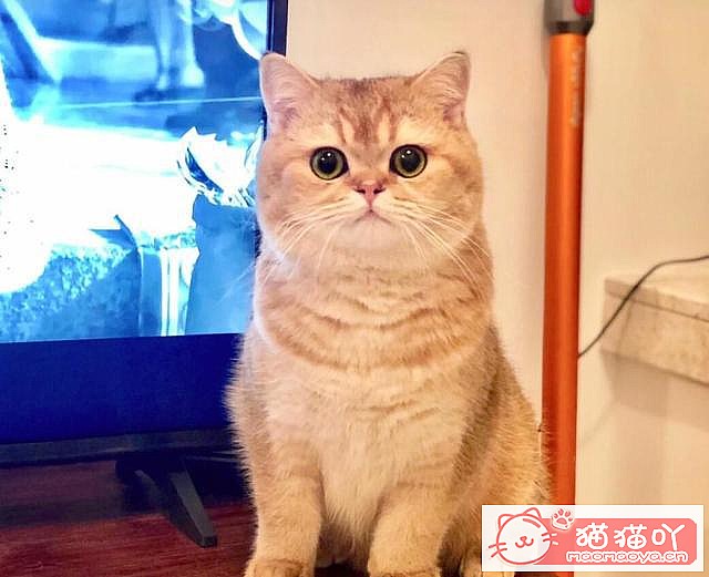 ��Ӣ��è���4�����ࡷԭ����ͼ2