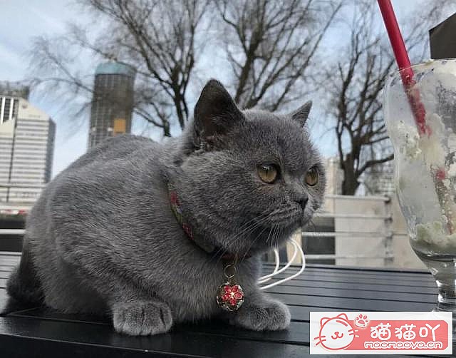 ��Ӣ��è���4�����ࡷԭ����ͼ1