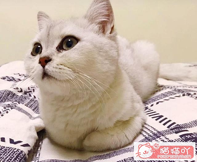 ��Ӣ��è���4�����ࡷԭ����ͼ5