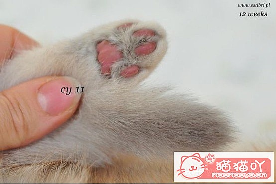 ���𽥲���ɫɫ�����ֽ𽥲�ϡ��ɫ����ƪ��ԭ����ͼ1