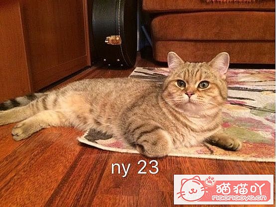 ���𽥲���ɫɫ�����ֽ𽥲�ϡ��ɫ����ƪ��ԭ����ͼ11