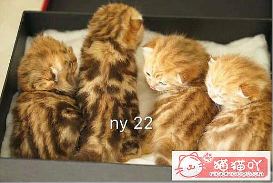 ���𽥲���ɫɫ�����ֽ𽥲�ϡ��ɫ����ƪ��ԭ����ͼ12