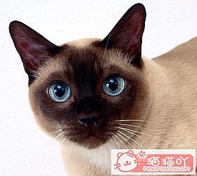 ��èèƷ�ִ�ȫͼƬ��Сͼ����ԭ����ͼ2