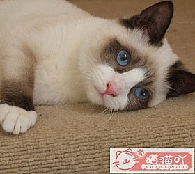 ��èèƷ�ִ�ȫͼƬ��Сͼ����ԭ����ͼ1