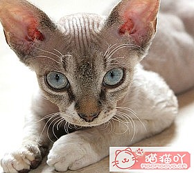 ��èèƷ�ִ�ȫͼƬ��Сͼ����ԭ����ͼ9