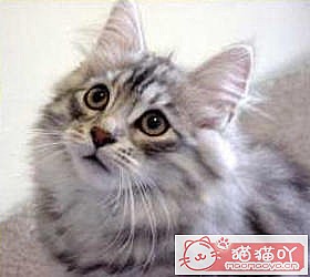 ��èèƷ�ִ�ȫͼƬ��Сͼ����ԭ����ͼ5