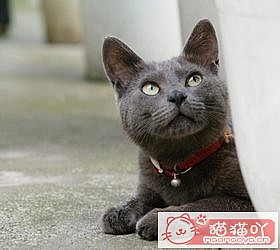 ��èèƷ�ִ�ȫͼƬ��Сͼ����ԭ����ͼ6