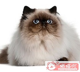 ��èèƷ�ִ�ȫͼƬ��Сͼ����ԭ����ͼ4