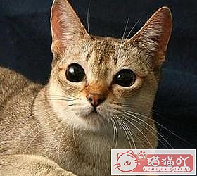 ��èèƷ�ִ�ȫͼƬ��Сͼ����ԭ����ͼ3