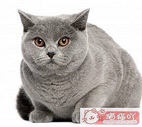 ��èèƷ�ִ�ȫͼƬ��Сͼ����ԭ����ͼ11