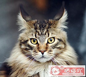 ��èèƷ�ִ�ȫͼƬ��Сͼ����ԭ����ͼ15