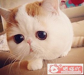 ��èèƷ�ִ�ȫͼƬ��Сͼ����ԭ����ͼ12