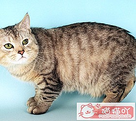 ��èèƷ�ִ�ȫͼƬ��Сͼ����ԭ����ͼ14