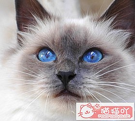 ��èèƷ�ִ�ȫͼƬ��Сͼ����ԭ����ͼ20