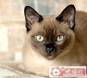 ��èèƷ�ִ�ȫͼƬ��Сͼ����ԭ����ͼ18