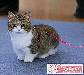 ��èèƷ�ִ�ȫͼƬ��Сͼ����ԭ����ͼ17