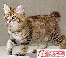 ��èèƷ�ִ�ȫͼƬ��Сͼ����ԭ����ͼ19