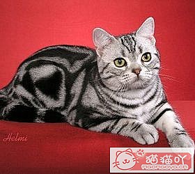 ��èèƷ�ִ�ȫͼƬ��Сͼ����ԭ����ͼ21