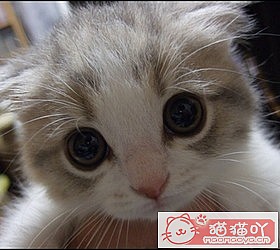 ��èèƷ�ִ�ȫͼƬ��Сͼ����ԭ����ͼ25