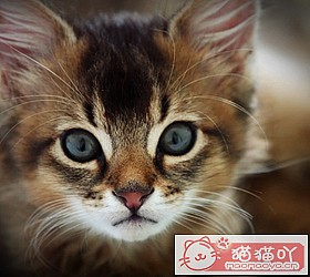 ��èèƷ�ִ�ȫͼƬ��Сͼ����ԭ����ͼ28