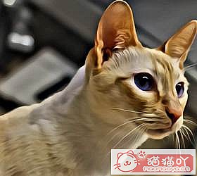 ��èèƷ�ִ�ȫͼƬ��Сͼ����ԭ����ͼ29