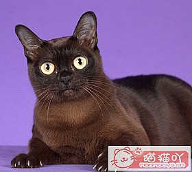 ��èèƷ�ִ�ȫͼƬ��Сͼ����ԭ����ͼ24