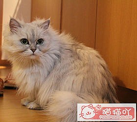 ��èèƷ�ִ�ȫͼƬ��Сͼ����ԭ����ͼ23