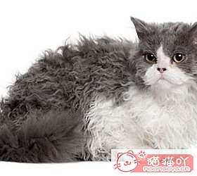 ��èèƷ�ִ�ȫͼƬ��Сͼ����ԭ����ͼ27