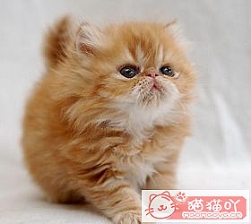 ��èèƷ�ִ�ȫͼƬ��Сͼ����ԭ����ͼ26