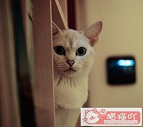 ��èèƷ�ִ�ȫͼƬ��Сͼ����ԭ����ͼ35