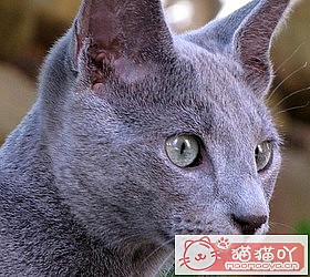 ��èèƷ�ִ�ȫͼƬ��Сͼ����ԭ����ͼ39