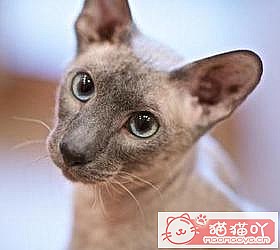 ��èèƷ�ִ�ȫͼƬ��Сͼ����ԭ����ͼ37