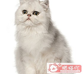 ��èèƷ�ִ�ȫͼƬ��Сͼ����ԭ����ͼ38