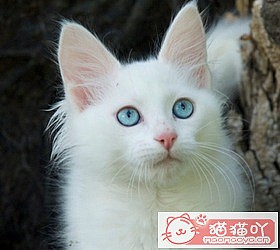 ��èèƷ�ִ�ȫͼƬ��Сͼ����ԭ����ͼ44