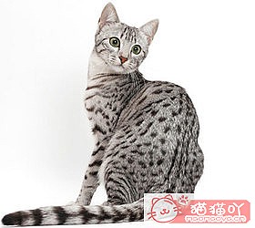 ��èèƷ�ִ�ȫͼƬ��Сͼ����ԭ����ͼ41