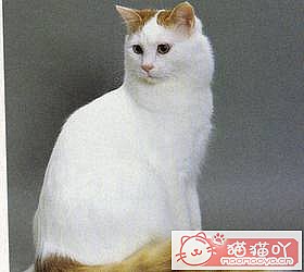 ��èèƷ�ִ�ȫͼƬ��Сͼ����ԭ����ͼ43