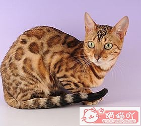 ��èèƷ�ִ�ȫͼƬ��Сͼ����ԭ����ͼ42