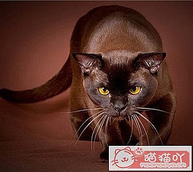 ��èèƷ�ִ�ȫͼƬ��Сͼ����ԭ����ͼ45