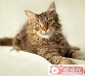 ��èèƷ�ִ�ȫͼƬ��Сͼ����ԭ����ͼ48