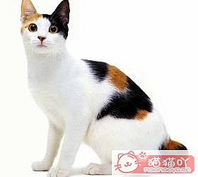 ��èèƷ�ִ�ȫͼƬ��Сͼ����ԭ����ͼ47