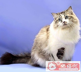 ��èèƷ�ִ�ȫͼƬ��Сͼ����ԭ����ͼ49