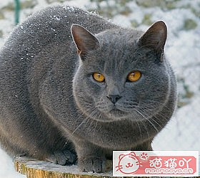 ��èèƷ�ִ�ȫͼƬ��Сͼ����ԭ����ͼ46