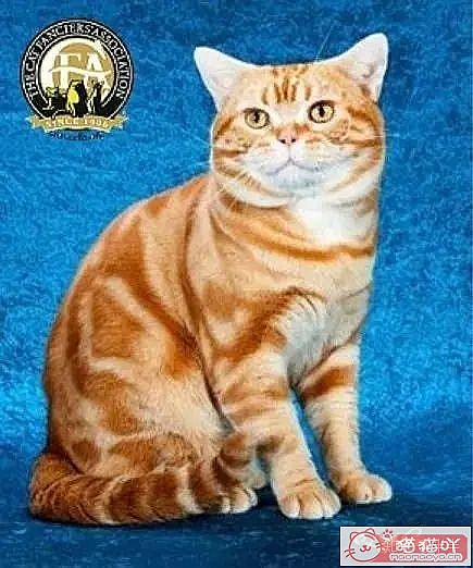 ��10���ճ�����������Ĵ���èƷ�֡�ԭ����ͼ1